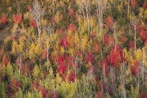 Bosque de arce y álamo en vivos colores otoñales de follaje
. - foto de stock