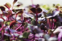 Nahaufnahme von roten Salatblättern und wachsenden Mikroblättern. — Stockfoto
