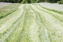 Путь через зеленую траву и цветы в поле . — стоковое фото