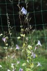 Vine of convolvulus flowers growing on green garden netting. — Stock Photo