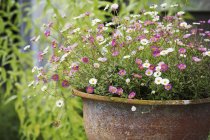 Rusty iron bowl of pink and white summer flowers. — Stock Photo