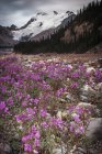 Athabasca Glacier and pink wildflowers in valley in Canadian Rockies. — Stock Photo