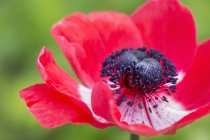 Center of poppy flower with red petals and stamens. — Stock Photo