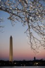 Washington Monument at dawn with cherry blossom tree in foreground. — Stock Photo
