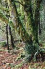Mossy tree in rainforest along shore of Lake Crescent. — Stock Photo