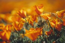 Eingebürgerte Pflanzen von leuchtend orangefarbenen kalifornischen Mohnblumen, Nahaufnahme. — Stockfoto