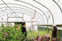 Zwei Frauen, die in einem Polytunnel blühender Pflanzen in einer kommerziellen Gärtnerei arbeiten. — Stockfoto