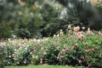 Dahlias poussant dans le jardin de pépinière de fleurs . — Photo de stock
