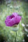 Coquelicot fleuri violet dans le pré vert . — Photo de stock