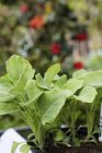 Primer plano de las plantas vegetales de plántulas en bandeja en jardín . - foto de stock