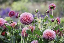 Cama de vivero de flores ecológicas con dalias globo rosa
. - foto de stock