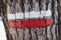Tiras de pinturas blancas y rojas en la corteza de los árboles . - foto de stock