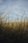 Close-up of dune grass in natural field. — Stock Photo