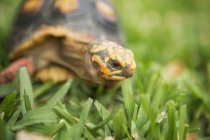 Nahaufnahme einer kleinen Schildkröte, die sich über das Gras bewegt. — Stockfoto