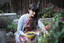 Jovem mulher colhendo mirtilos de plantas no jardim . — Fotografia de Stock