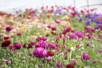 Flores creciendo en polytunnel en vivero de plantas orgánicas - foto de stock