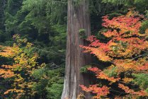 Лес с кленовым деревом, покрытым красными листьями осенью . — стоковое фото