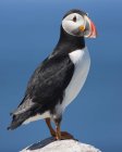 Close-up of Atlantic puffin bird with colorful bill against blue sky. — Stock Photo
