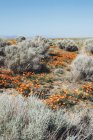 Eingebürgerte Pflanzen von leuchtend orangefarbenen kalifornischen Mohnblumen im kalifornischen Antilopenmohnreservat. — Stockfoto