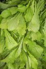 Ramo de hojas de ensalada verde recién recogidas . - foto de stock