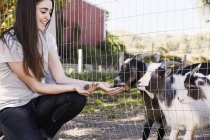 Молодая женщина приседает и кормит коз через проволочный забор . — стоковое фото