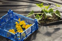 Blue crate of bright yellow courgette flowers. — Stock Photo