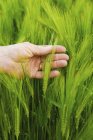 Mão de agricultor masculino verificando espigas de trigo em campo verde . — Fotografia de Stock