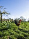Rooster walking on grassy ground with farmhouse in distance. — Stock Photo