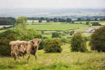 Коричневий highland корова випасу худоби на пасовищі сільській місцевості. — стокове фото