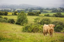 Коричневий highland корова випасу худоби на пасовищі сільській місцевості. — стокове фото