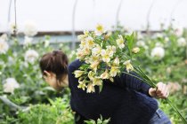Woman picking flowers from flower bed in polytunnel. — Stock Photo