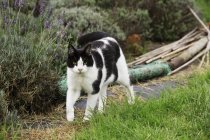 Gato blanco y negro caminando por el camino del jardín . - foto de stock