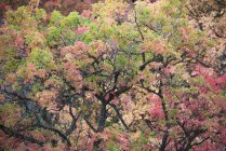 Branches d'arbres brûlés nus et feuillage vif et couleurs automnales . — Photo de stock