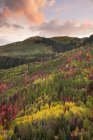 Aerial view of forest of maple and aspen trees in vivid autumn colors at sunset. — Stock Photo