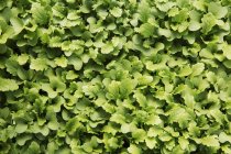 Pequeñas hojas de ensalada y micro hojas que crecen en la granja . - foto de stock