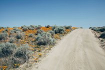 Eingebürgerte Pflanzen von leuchtend orangefarbenen kalifornischen Mohnblumen im kalifornischen Antilopenmohnreservat. — Stockfoto