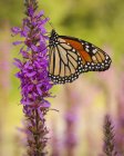 Mariposa monarca sentada sobre flor púrpura, primer plano . - foto de stock