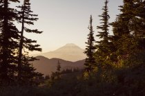 Coniferous trees on slope and Mount Hood and Cascade mountain range at dusk. — Stock Photo