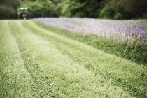 Campo verde con cultivos de acianos azules y flores del prado silvestre con tractor trabajando a distancia . - foto de stock