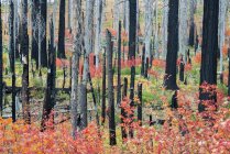 Souches d'arbres carbonisés dans un feuillage rouge et vert vif et des plantes dans la forêt . — Photo de stock