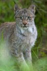 Young Canadian lynx sitting in forest and looking in camera. — Stock Photo