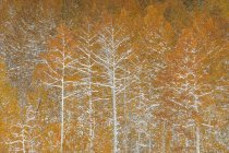 Snow on autumnal foliage and branches of aspen trees in forest. — Stock Photo