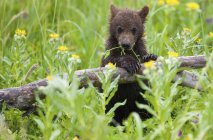 Дитинча бурий ведмідь, спираючись на вхід в квіткові Луки. — стокове фото