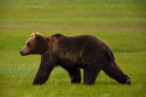 Бурый медведь ходит по зеленой лужайке, вид сбоку — стоковое фото