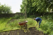 Uomo maturo scavare terreno mentre piantare piantine in orto . — Foto stock