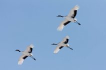 Japanese cranes flying in blue sky. — Stock Photo