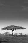 Albero di acacia che cresce su strada nel Parco Nazionale del Serengeti, Tanzania . — Foto stock