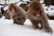 Macacos japoneses en la nieve en la isla de Honshu . - foto de stock