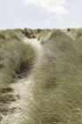 Path along sand dune with seagrass. — Stock Photo