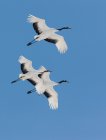 Grúas japonesas volando en el cielo azul
. — Stock Photo